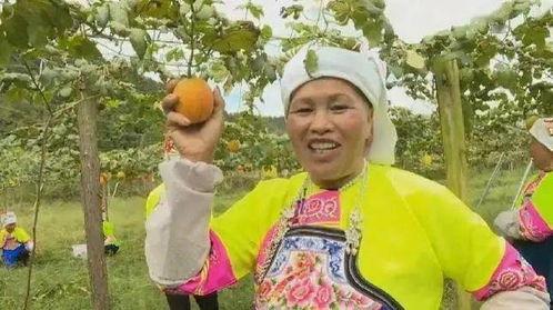今日吊瓜,探寻神秘果实的神奇魅力