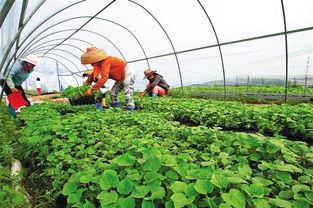 徐闻今日瓜菜价格,徐闻今日瓜菜市场行情一览