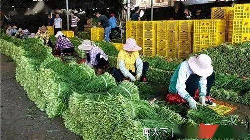徐闻今日瓜菜价格,徐闻今日瓜菜市场行情一览