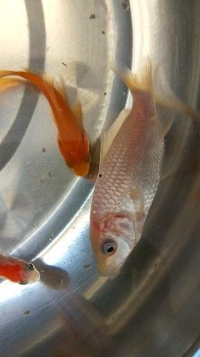 小金鱼视频,水下世界的灵动精灵