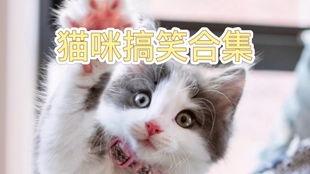 猫咪的搞笑视频,猫咪搞笑视频大盘点
