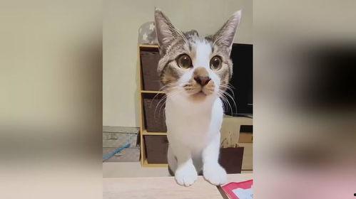 猫咪的搞笑视频,猫咪搞笑视频大盘点