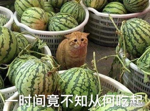 各类网红爆料吃瓜站,吃瓜站背后的热门事件大盘点