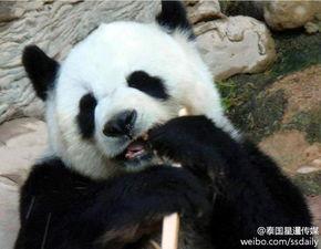 熊猫的视频,熊猫视频里的温馨日常