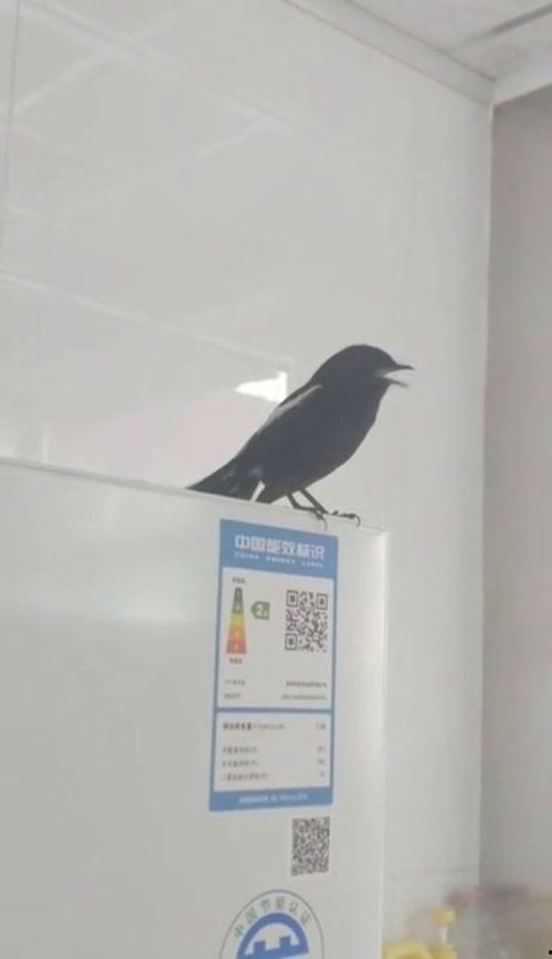 长尾四喜鸟大叫视频,揭秘其独特鸣叫之谜