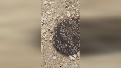 清理藤壶视频,藤壶清理视频深度解析