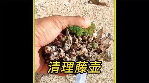 清理藤壶视频,藤壶清理视频深度解析