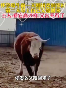 牛的视频,温馨农场生活剪影