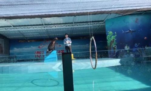 海豚表演视频,揭秘海豚表演的奇妙瞬间