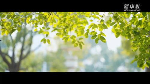 春天的视频,跟随视频探寻春天的魅力