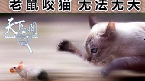 猫捉老鼠视频,一场欢乐的追逐大戏