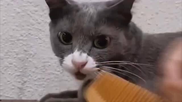 猫咪搞笑视频大全,猫咪搞笑视频大全集锦
