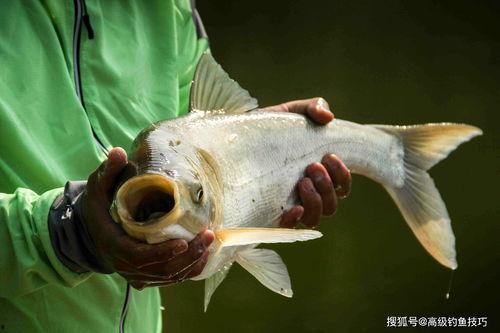 钓鲢鳙视频,视频教学带你轻松上钩