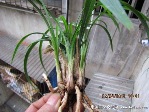 蝴蝶兰花谢后剪枝视频,蝴蝶兰花谢后剪枝技巧全解析