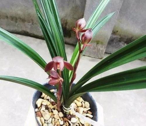 蝴蝶兰花谢后剪枝视频,蝴蝶兰花谢后剪枝技巧全解析