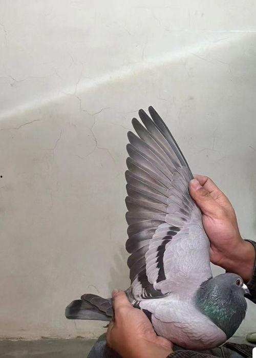 鸽子视频,捕捉飞翔之美