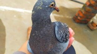 鸽子视频,捕捉飞翔之美