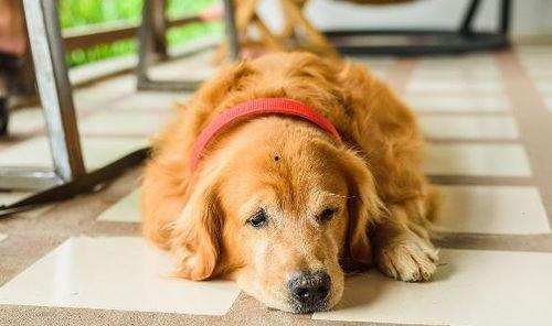 金毛犬的视频,温馨瞬间捕捉