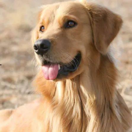 金毛犬的视频,温馨瞬间捕捉