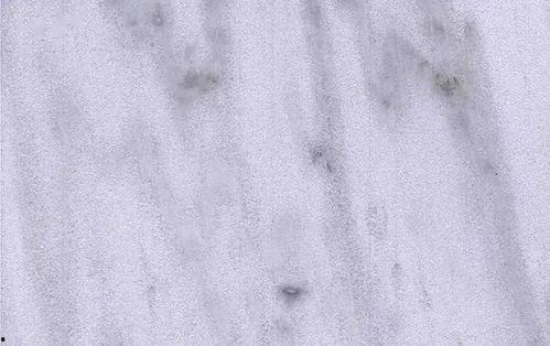 广西白皮毛瓜今日价,价格波动解析”