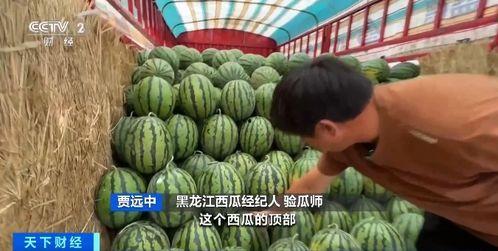 广西白皮毛瓜今日价,价格波动解析”