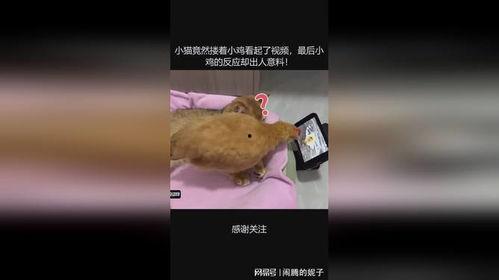 小鸡小鸡的视频,萌趣互动，快乐成长之旅