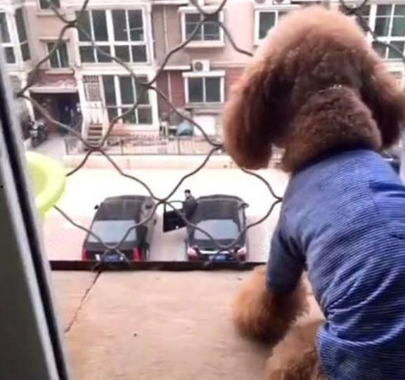 调教狗奴视频,视频背后的真实训练方法与心理洞察