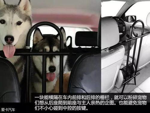 调教狗奴视频,视频背后的真实训练方法与心理洞察