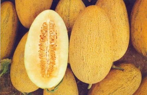 五月13号今日哈密瓜最新价格,市场波动下的最新动态”