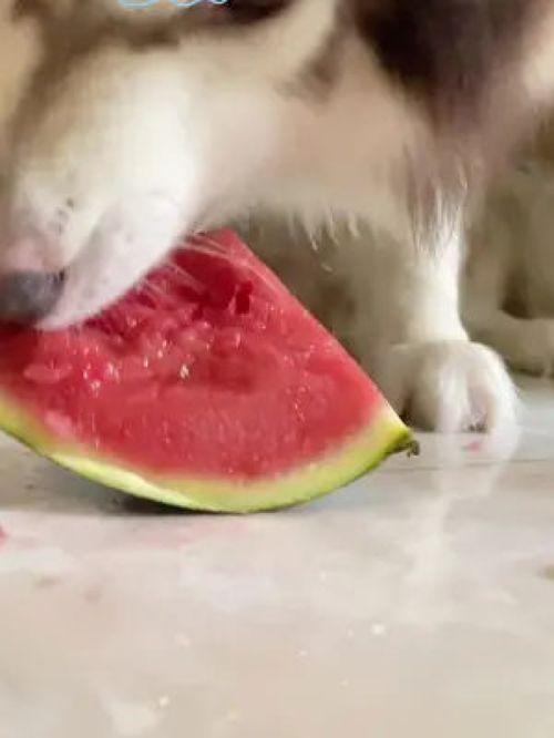 今日份小可爱已上线吃瓜,小可爱上线，精彩吃瓜不停歇