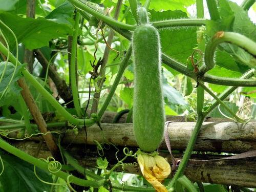 种瓜得瓜今日吃瓜,探寻瓜果背后的故事与智慧