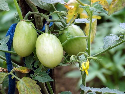 种瓜得瓜今日吃瓜,探寻瓜果背后的故事与智慧