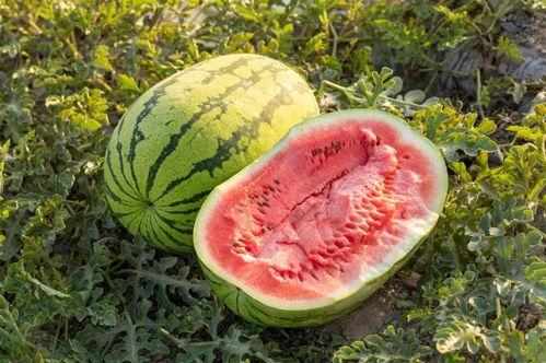 云南建水小瓜今日价格,价格行情一览”