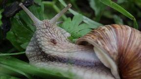 蜗牛视频,探索未知世界的奇妙之旅