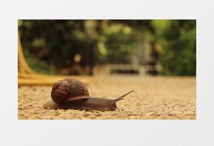 蜗牛视频,探索未知世界的奇妙之旅