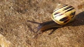 蜗牛视频,探索未知世界的奇妙之旅