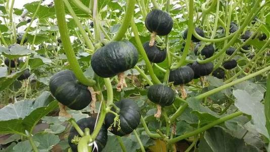 广东今日茄瓜批发价多少,行情波动，价格几何？”