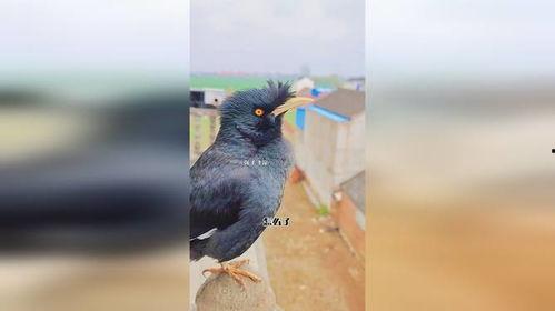 八哥鸟说话视频,视频揭秘其模仿人类语言之谜