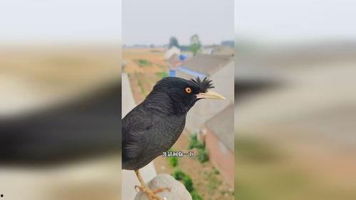 八哥鸟说话视频,视频揭秘其模仿人类语言之谜