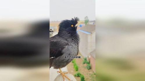 八哥鸟说话视频,视频揭秘其模仿人类语言之谜