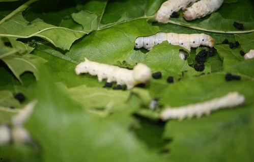 茭瓜能和大黑蛹一起吃吗,茭瓜与大黑蛹的搭配食用探讨