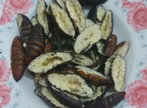 茭瓜能和大黑蛹一起吃吗,茭瓜与大黑蛹的搭配食用探讨