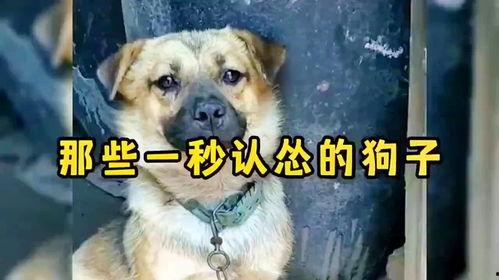 狗搞笑视频