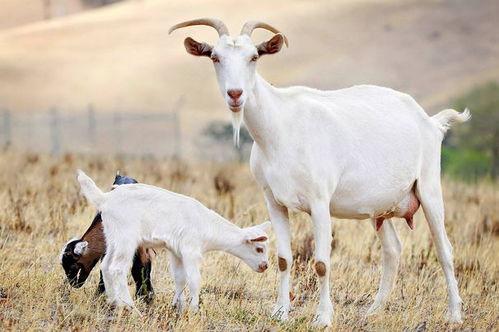 三只羊吃瓜黑料爆料网,揭秘网络舆论背后的真相