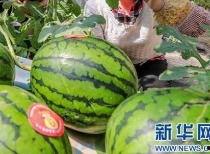 校园爆料网吃瓜最新消息2023,吃瓜最新消息大揭秘！