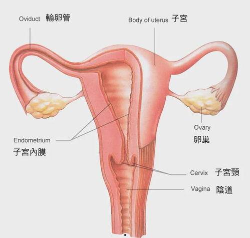 女性生殖器视频,女性生殖器结构及功能解析