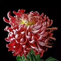 菊花醉视频1一30集,穿越时空的奇幻之旅