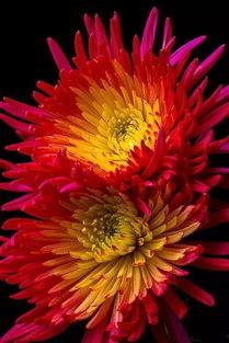 菊花醉视频1一30集,穿越时空的奇幻之旅