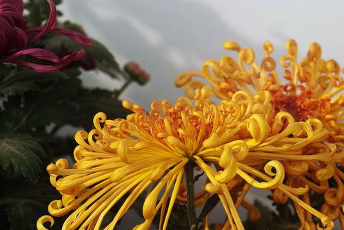 菊花醉视频1一30集,穿越时空的奇幻之旅