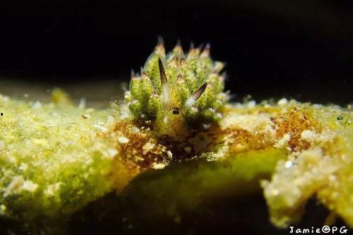 海兔视频,海洋生物的奇妙世界